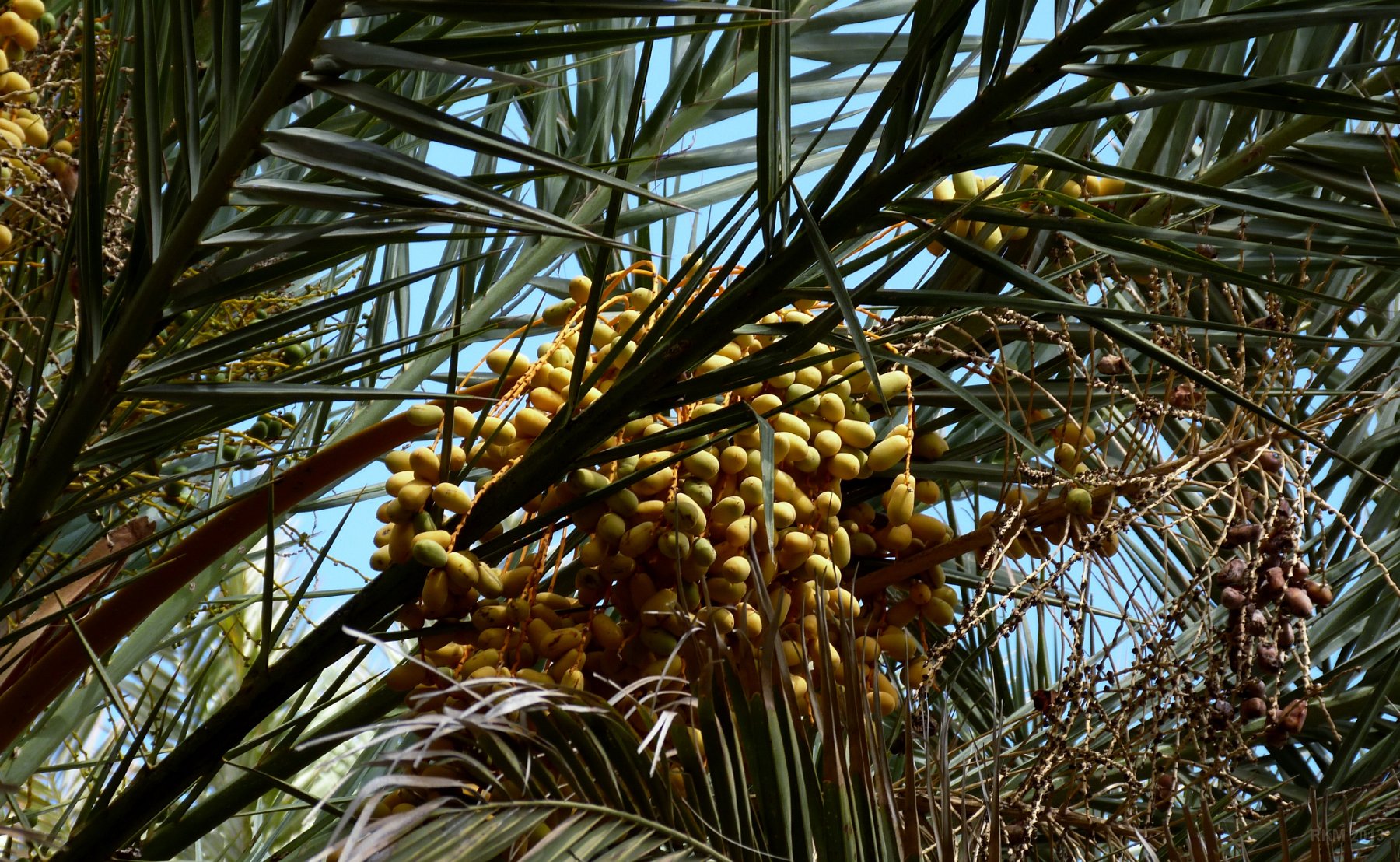 Oasis de Tiout, dates